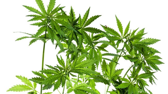 Southern Downs man blames crippling anxiety for growing his own cannabis plant. Picture: iStock