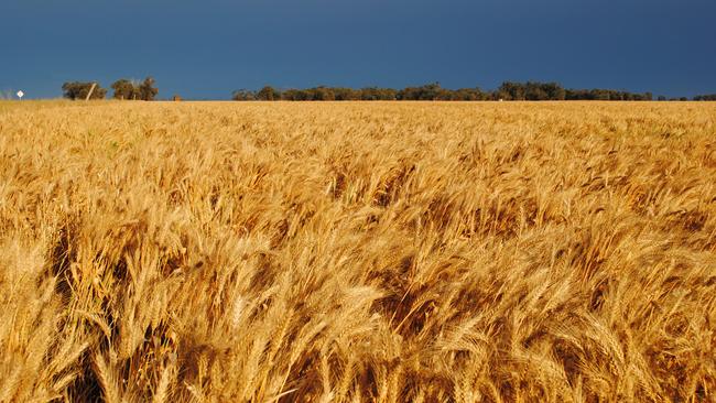 Australian wheat is set to be in high demand during the coming year.