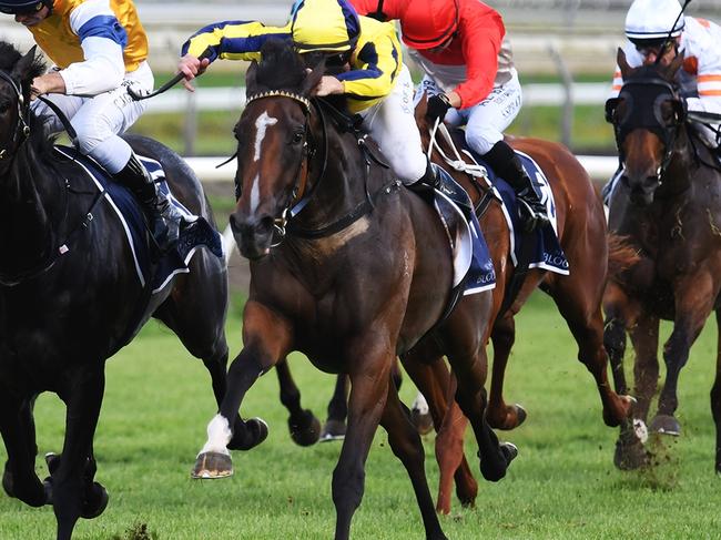 Molly Bloom, ridden by Blake Shinn, wins the Group 2 Hallmark Stud Eight Carat Classic at Pukekohe on Boxing Day 2023. Picture: Kenton Wright/Race Images