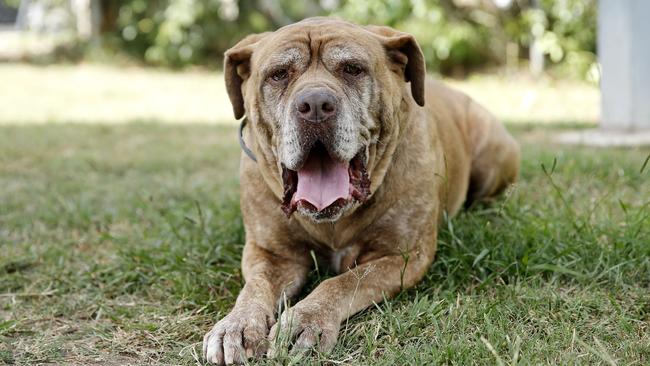 Bambii the Dogue de Bourdeu, pictured at the Dakabin RSPCA, was also abandoned in the Caboolture area. Picture: AAP/Josh Woning