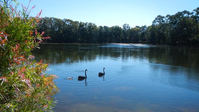 Black Swan Lake. Photo: Michelle Hare