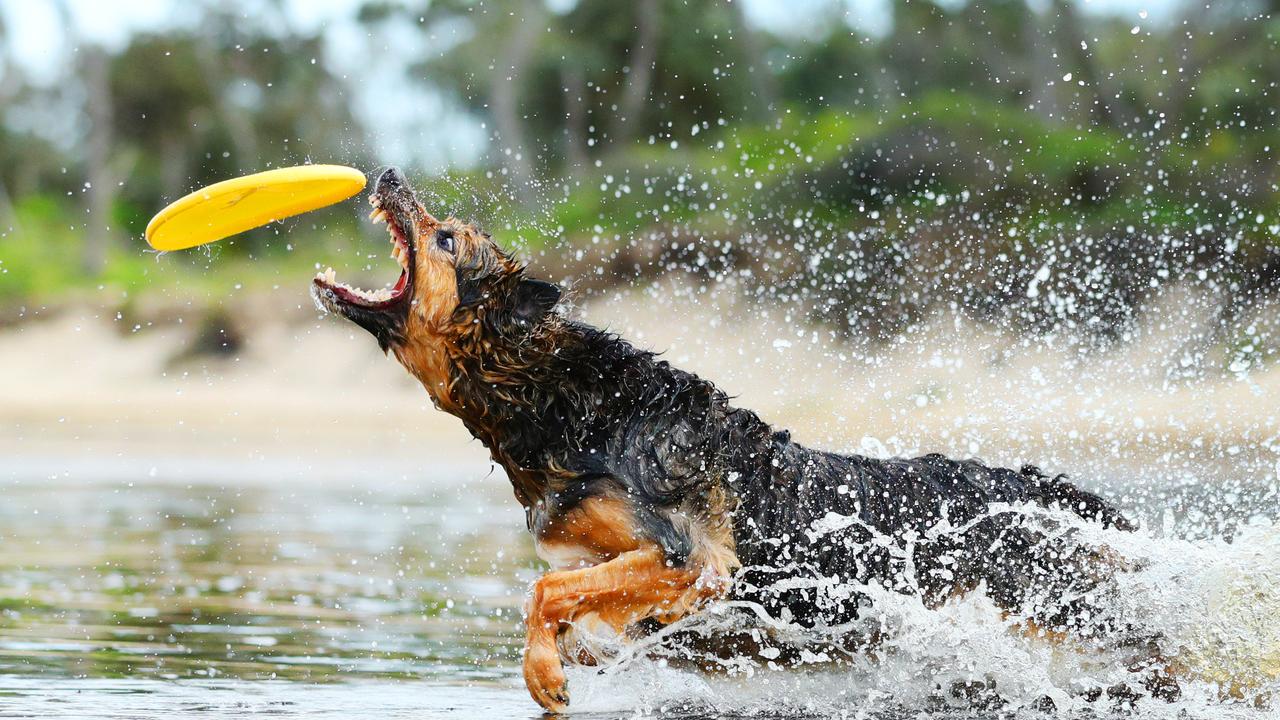 The proposal has led to outrage among the community, as locals demand that their furry counterparts should be able to relax freely along the coastline. Picture: Lachie Millard