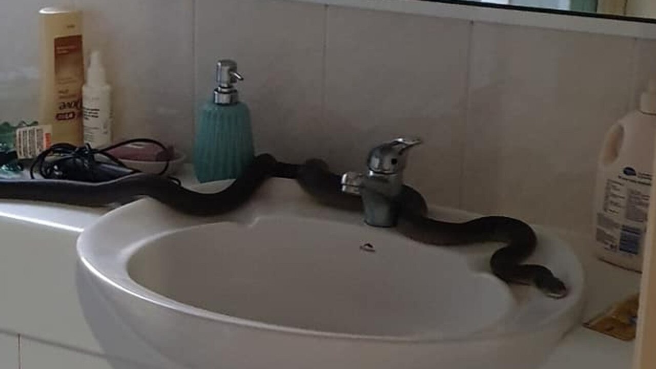 Cairns news: Woman finds snake and two rats inside toilet bowl early morning