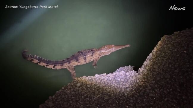 Rare video captures freshie at Lake Eacham