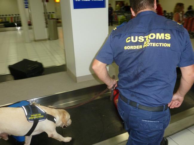 Dogs are used to detect cash on international flights. Picture: ABF