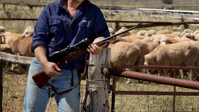 IT’S GETTING WORSE: Western Downs property caretaker James Shreeve said there’s been an increase on dogs attacking livestock in the Tara district since he’s being working in the area for the past five years. Pic: Kelly Barnes