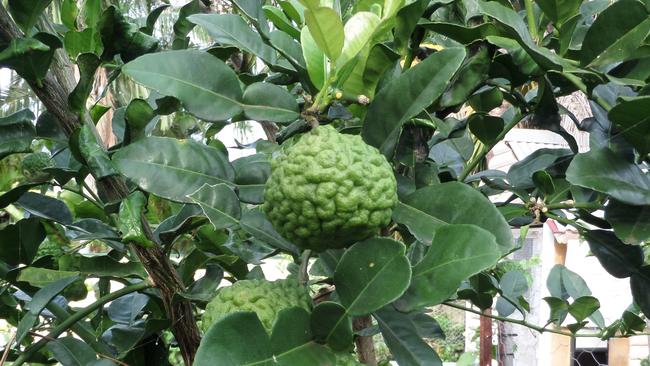 Fabulous Kaffir limes in Jill Nixon’s garden. 