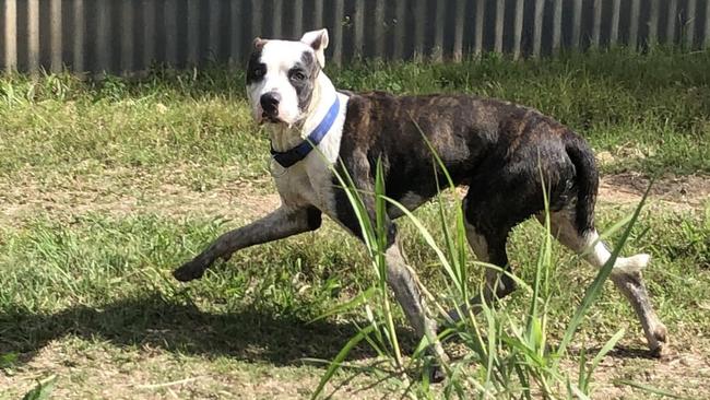 A Nimbin resident snapped a picture of this roaming dog that refused to heel after suspected chicken deaths nearby.