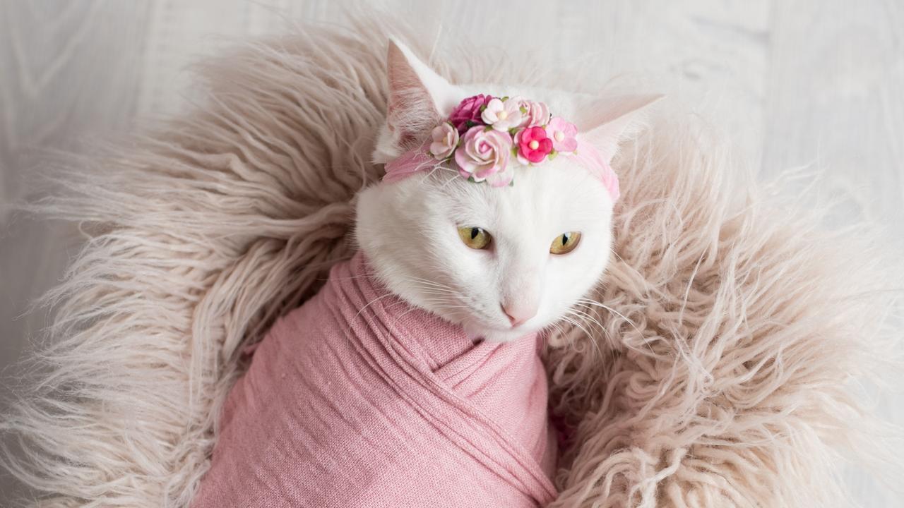 Meow 100: Pampered cat feels right at home with adopted family | news ...