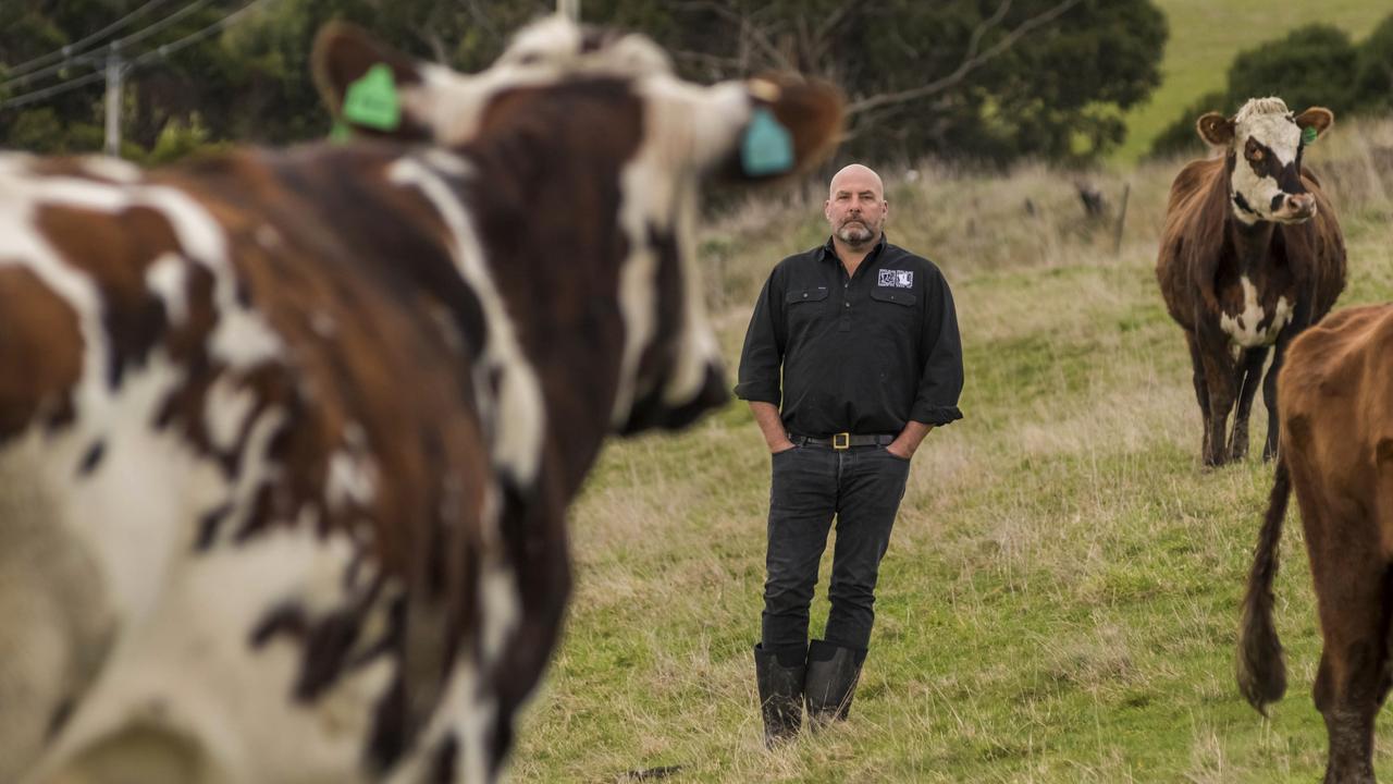 He rears 55 cows on 100 hectares northwest of Bruny Island. Picture: Phillip Biggs