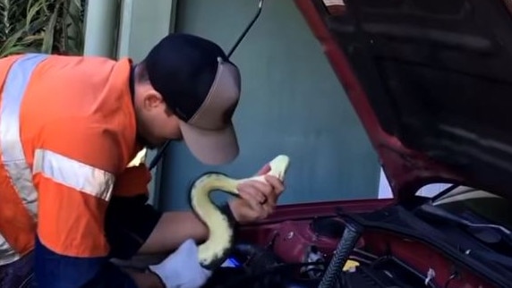 A Brisbane snake catcher has wrangled a large Coastal Carpet Python out from a car engine in Bardon. Photo: Snake Catchers Brisbane &amp; Gold Coast