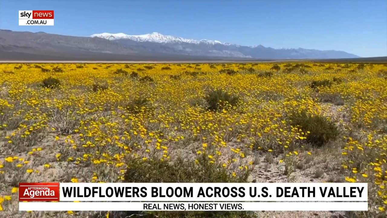 ‘The desert is really coming alive’: Wildflowers bloom across US Death  Valley