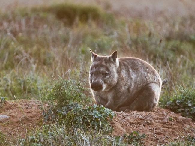 Sanctuary revegetation a wild success