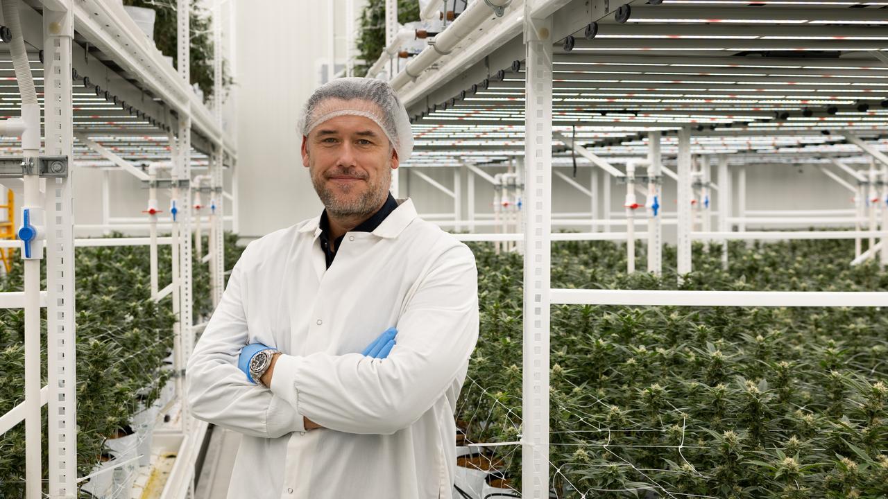 Medigrowth co-founder and chief-executive Adam Guskich inspects cannabis in Geelong. Picture: supplied.