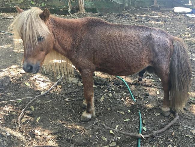 One of the animals rescued from the property. Picture: RSPCA