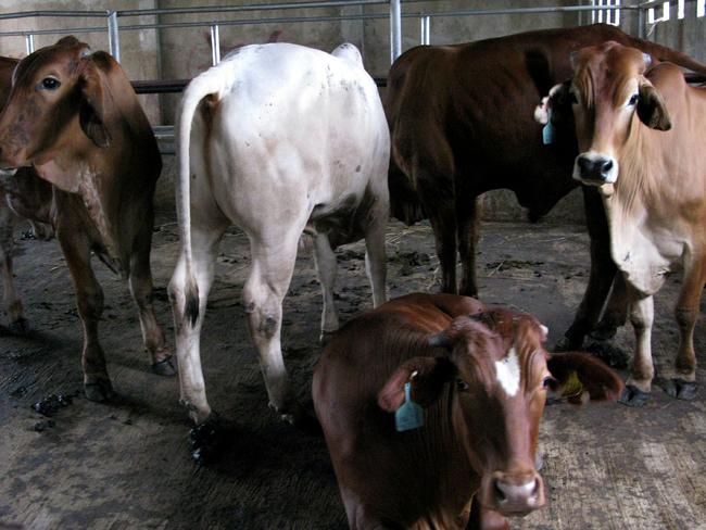 There are concerns Beijing could target Australia’s meat exports. Picture: Supplied