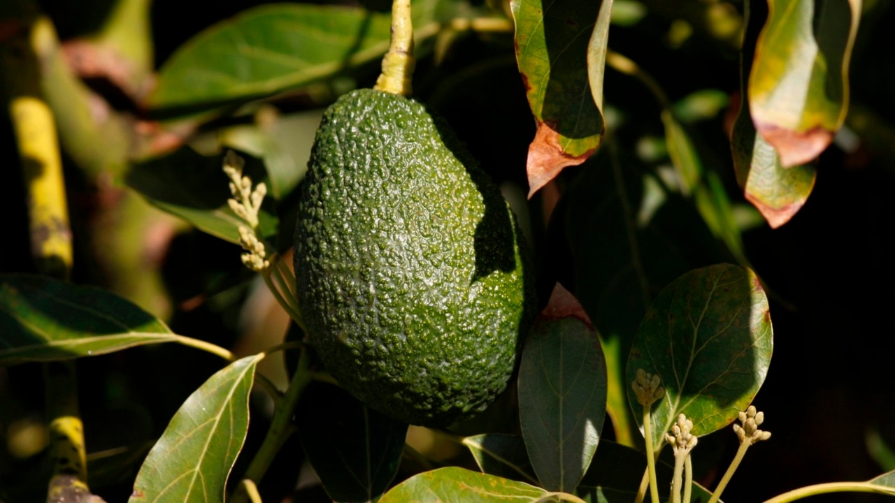 Avocado prices drop due to improved growing conditions and supply levels