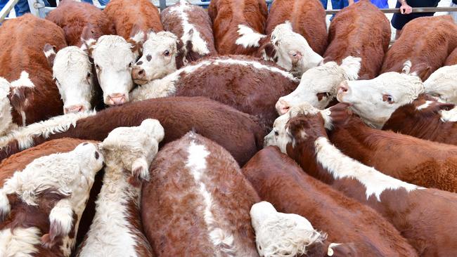 Australian beef producers want the UK to relax it import requrements. PICTURE: ZOE PHILLIPS