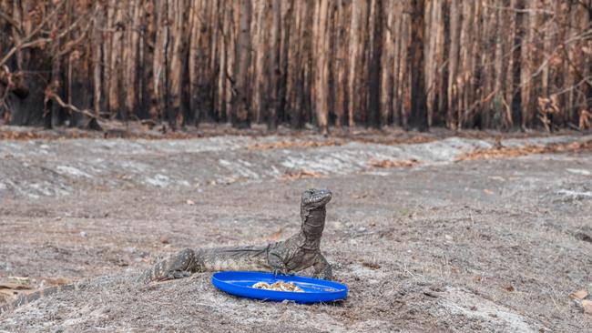 A goanna tucking into supplementary feed supplied by the RSPCA. Picture: Barb Seidel