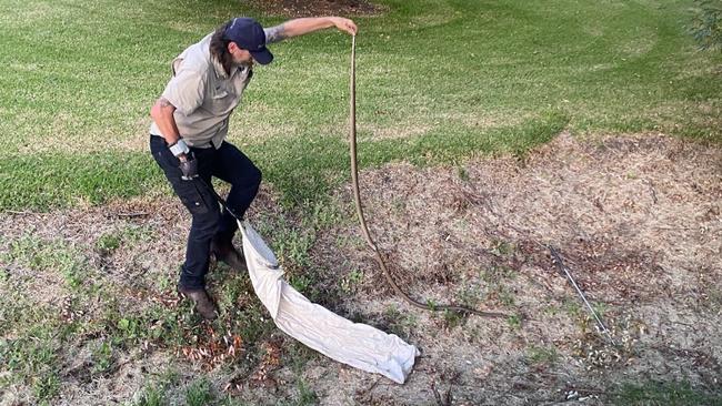 Snake wrangler Simon Hempel at work on the Hahndorf property. Picture: Facebook. Adelaide Hills Snake Catcher