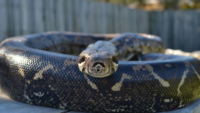 Victorian snake catcher Barry Goldsmith was called out to capture this 2.6m red-tailed boa constrictor in a shed on Old Wells Rd in Seaford on May 18, 2015. The species, native to Central and South America, are illegal in Australia. It is believed to be someone's escaped pet.