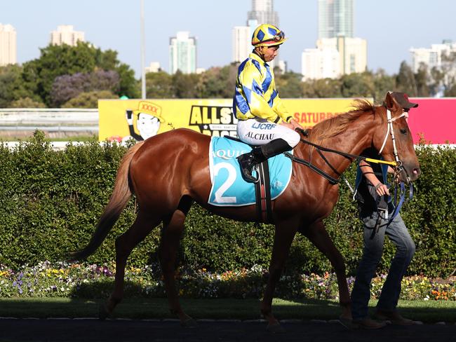 Secret Conquest ridden by Allan Chau during race 6 at The Gold Coast Turf Club. Photograph : Jason O'Brien