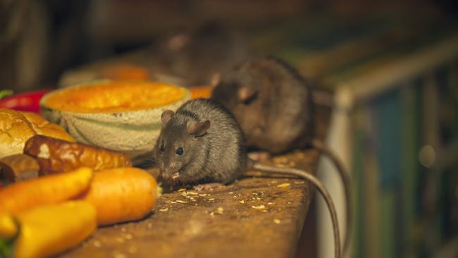 Nine businesses across the inner west were fined for the presence of pests including mice, rats, cockroaches and flies or harbourage of vermin activity. Picture: Dieter Meyrl