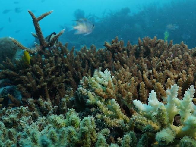 UNESCO said Australia’s ‘insufficient progress’ on climate change led to its assessment of the reef, which has suffered multiple mass bleaching events over the past decade.