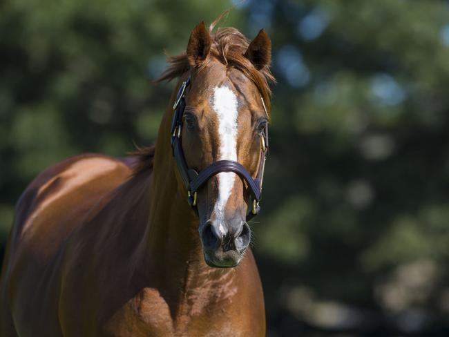 Stallion Husson (Arg) has been purchased by Aquis Farm. Photo credit: Bronwen Healy.