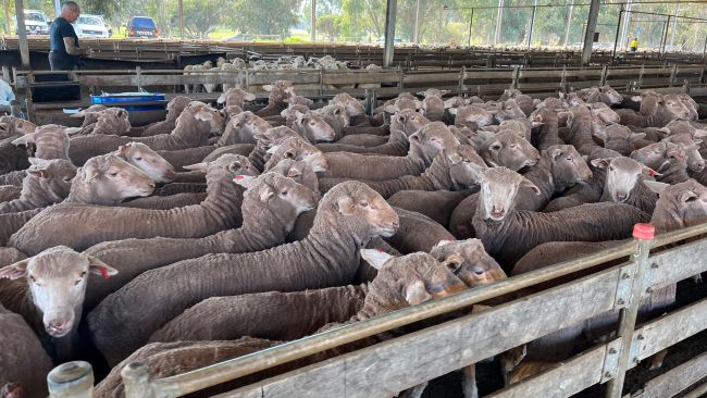 ‘Gut Punch’: WA Farmers Hit Out At Move To End Live Sheep Exports – As ...