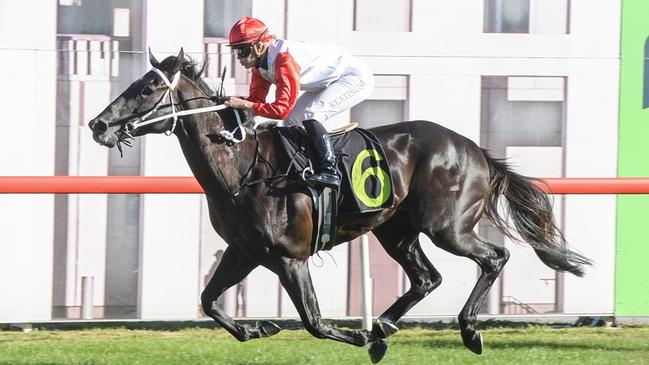 Maracaibo Sun is looking to make it two from two for his new stable. Picture: Bradley Photos