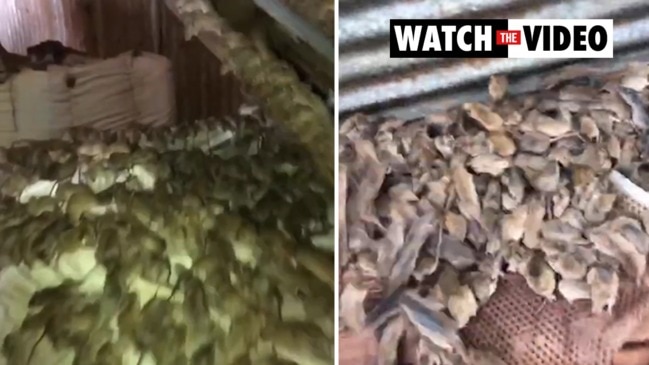 New South Wales farmer discovers massive mice infestation