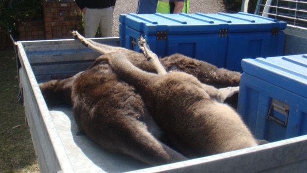 Police were forced to euthanase injured Kangaroos, Bega Local Court heard. Picture: Supplied