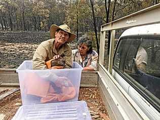 A koala was taken to a vet clinic by this couple who found it struggling near Wallangarra. Photo was captured by Marisa Ferrari. Picture: Contributed