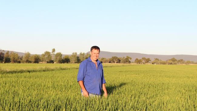 Growing ambition: Mark Groat on his farm at Beelbangera, near Griffith, in southern NSW, where he produces rice and winter cereal crops and runs sheep.