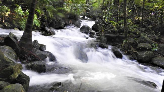 Visitors will find the creek enticing at Mist near Cape Tribulation.