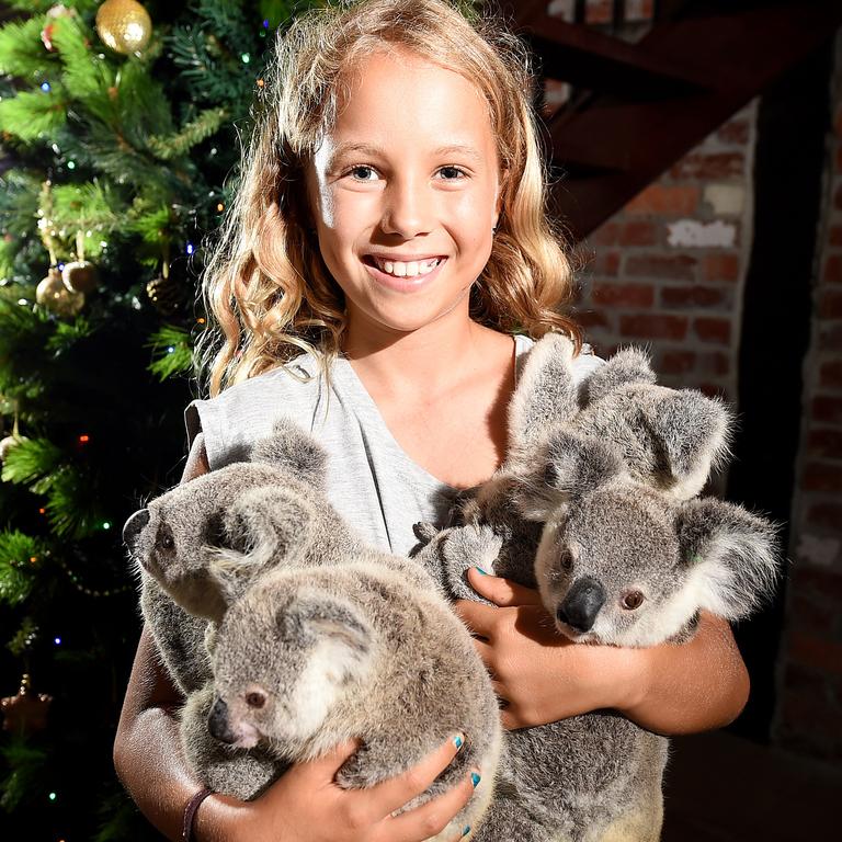 Izzy's Koala World: Magnetic Island teen Izzy Bee's show wins big