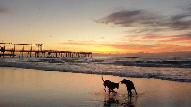 Vee Davenport: Dogs playing at The Spit.