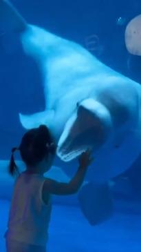 Beluga whale hilariously scares toddler