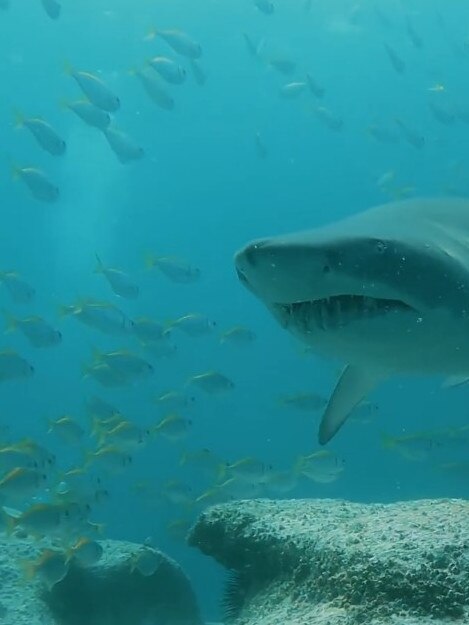 Dive Jervis Bay also offers scuba sessions. Picture: Instagram @DiveJervisBay.