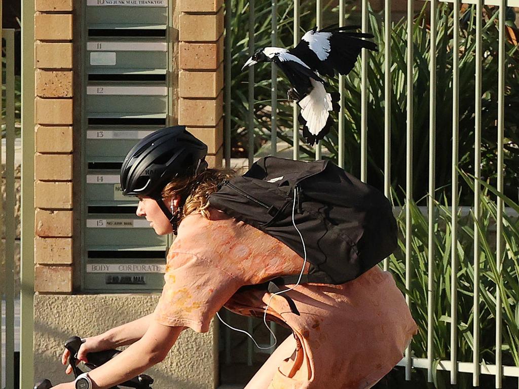 Magpie attacks, like this one that occurred in suburban Brisbane, are causing concern for Lane Cove Council. Picture: Liam Kidston