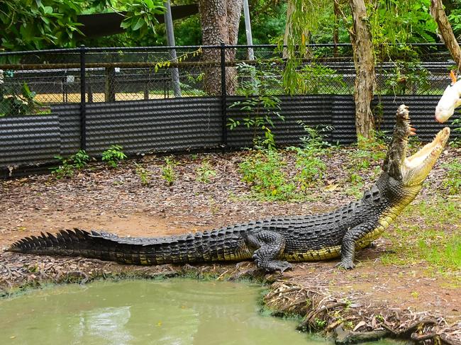 Like many Australian Zoos, Billabong Sanctuary feeds its crocodiles in front of an Audience. Photo: Facebook