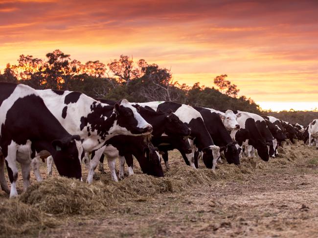 A recovery in milk prices is finding its way to Murray Goulburn’s suppliers.