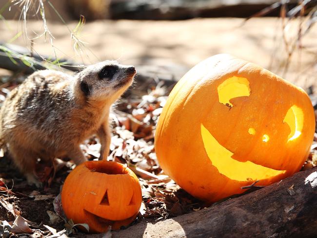 A Taronga Zoo meerkat enjoys Halloween treats. Picture: Carly Earl