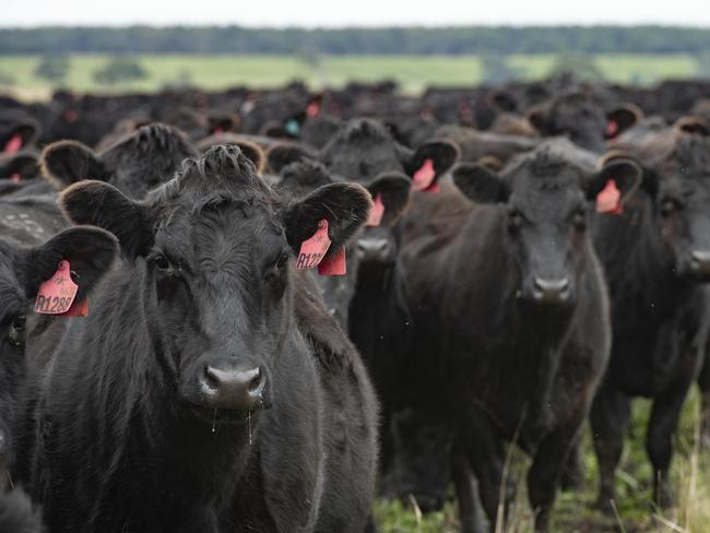 NEWS: Te Mania Angus Tom GubbinsState of the season - western district has been pretty wet, yarn on weather so far and how the season is treating producers.PICTURED: Tom Gubbins' cows. Generic beef cattle. Stock Photo Angus cattle. PICTURE: ZOE PHILLIPS