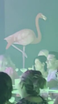 MAFS at The Pink Flamingo Cabaret Club Broadbeach