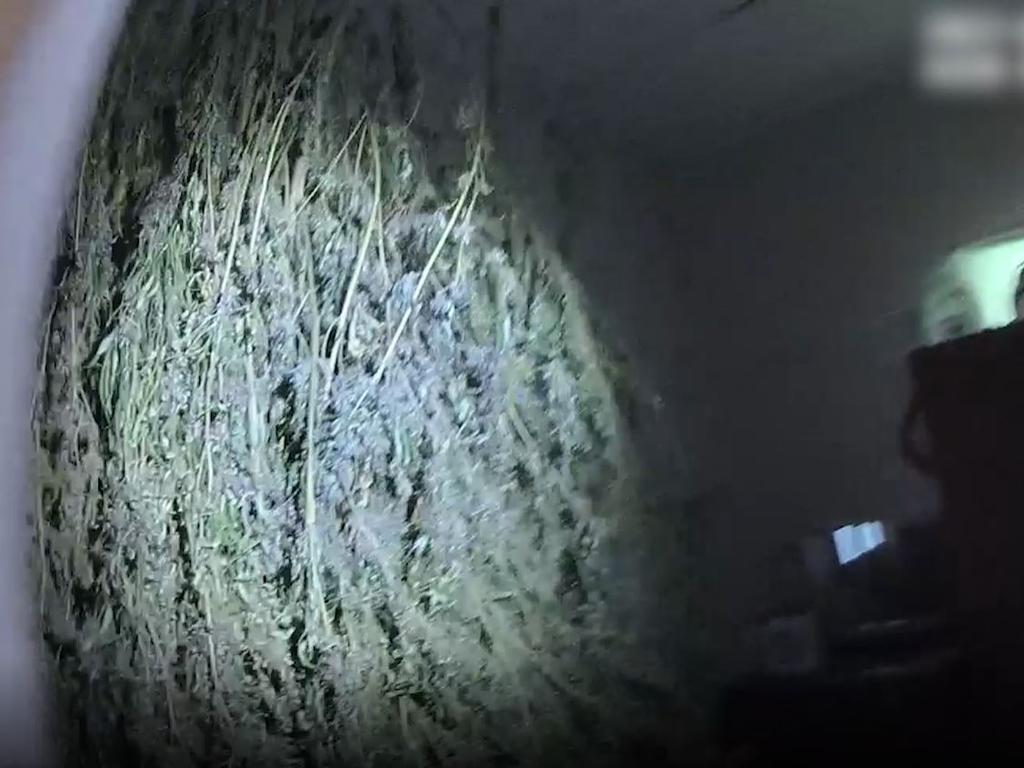 A major marijuana production and trafficking network in the Pioneer Valley has been smashed and more than $700,000 worth of drugs seized from a Marian property. Picture: QPS