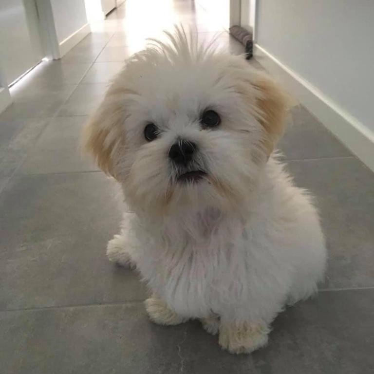 Ayla the Lhasa Apso, 7 months. Photo Aleesha Maynard