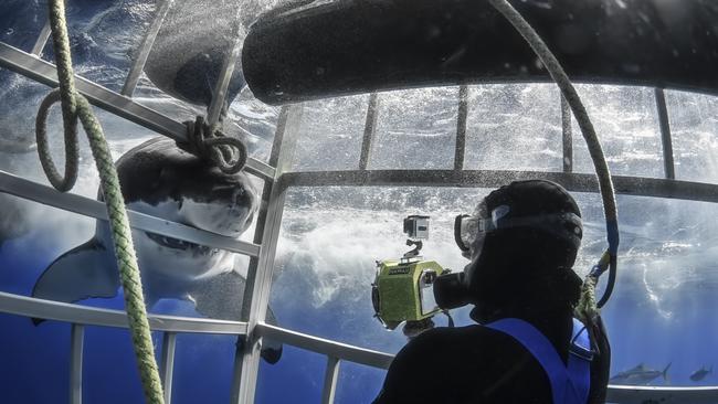 The curious shark approached the diver in the cage. Picture: RodneyBursiel/mediadrumimages/australscope