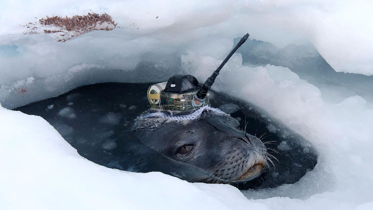 Hi-tech monitoring devices were fitted to the heads of eight Weddell seals to help Japanese researchers survey under the ice sheet during the Antarctic winter. Picture: Nobuo Kokubun, National Institute of Polar Research